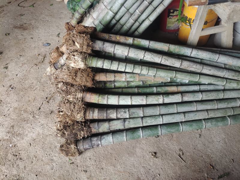 70公分8-12个竹节大量毛竹兜出售，