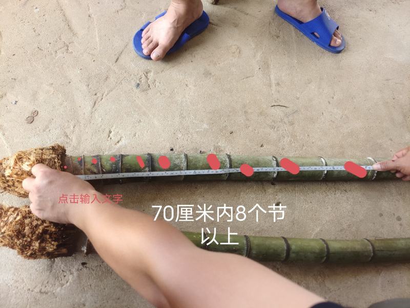 70公分8-12个竹节大量毛竹兜出售，