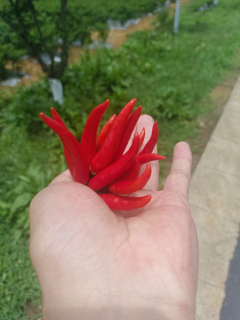 贵州安顺小米椒大量现货供应
