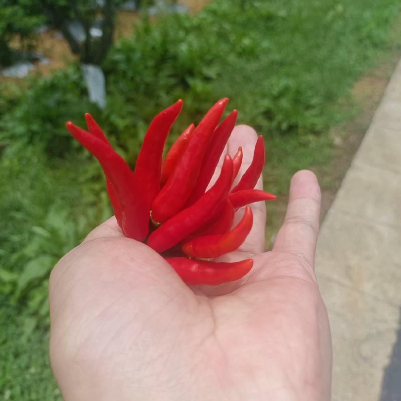 贵州安顺小米椒大量现货供应