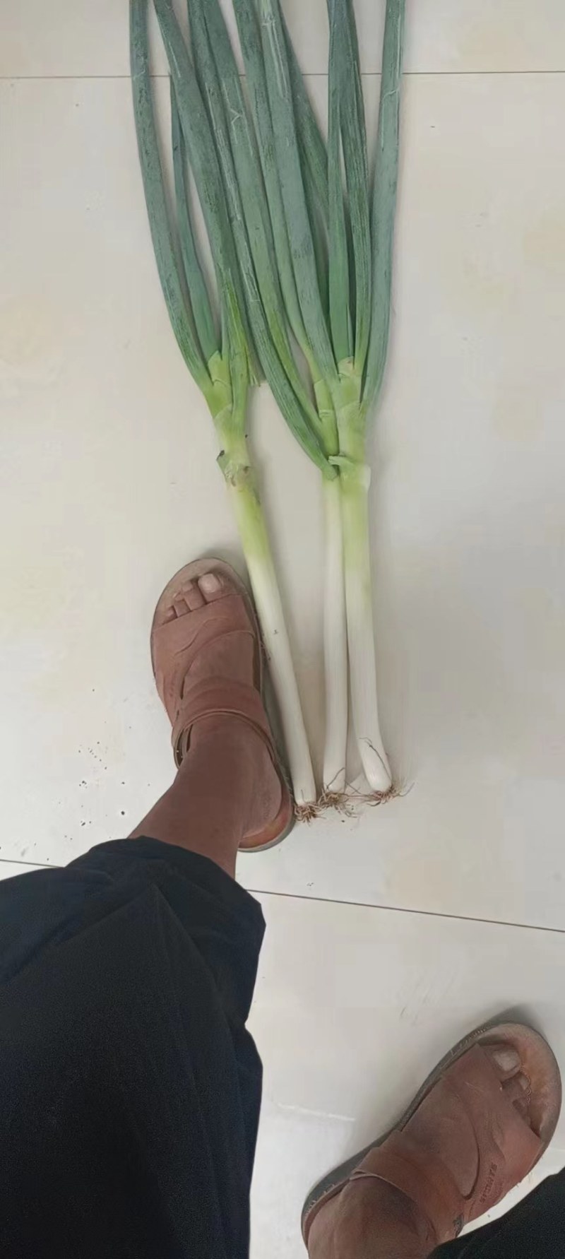 钢葱