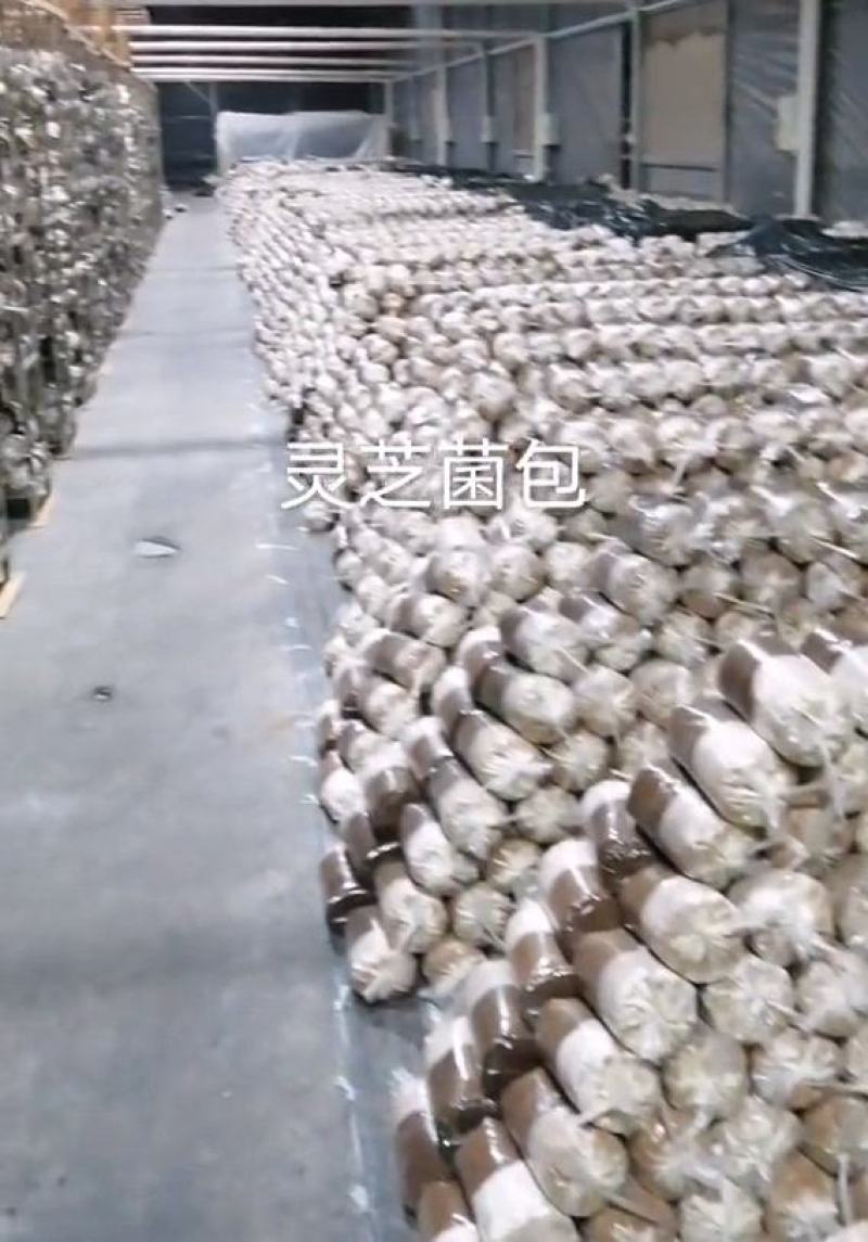 灵芝菌包大量供货。量大从优需要直接联系我。价格详谈