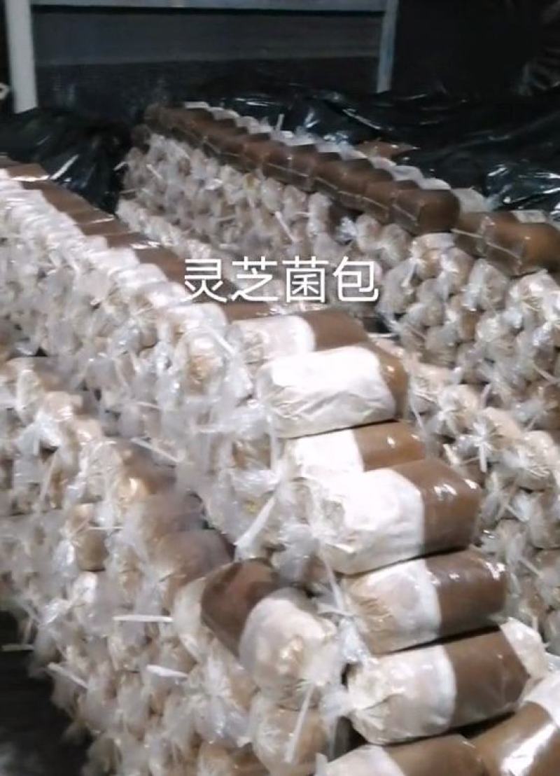 灵芝菌包大量供货。量大从优需要直接联系我。价格详谈