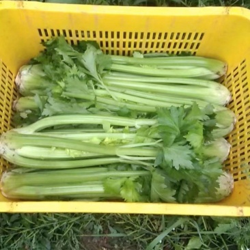 青菜，甘蓝，奥奇拿，京风，散花，洋葱，红萝卜，土豆大量有