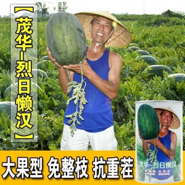 烈日懒汉西瓜种子，免整枝大红瓤，糖度13.5，沙瓤甜脆