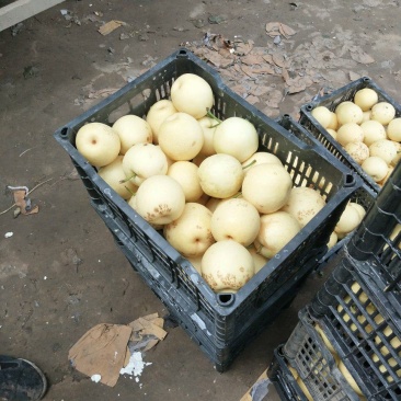 次皇冠梨价格低，口感甜，想发财