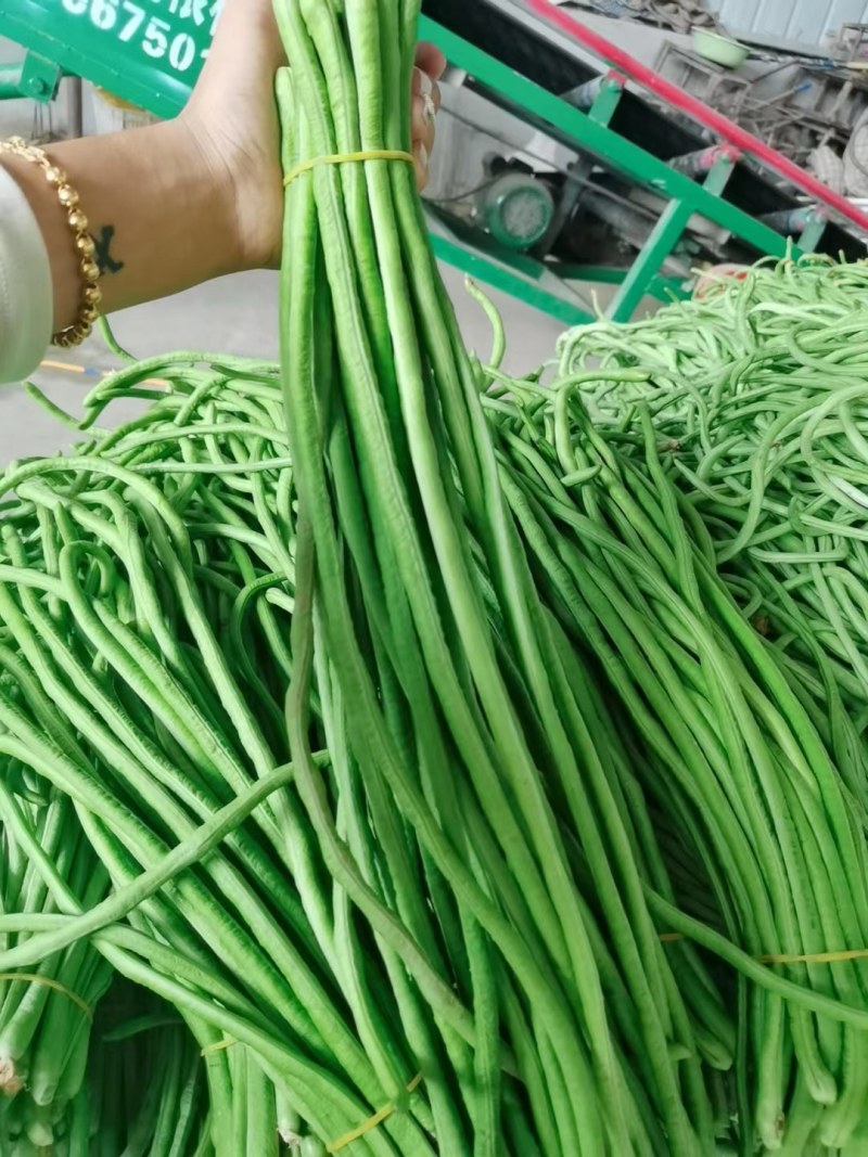 精品长豆角