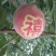 冬桃桃苗，晚熟优良品种晚熟，耐藏，个大，丰产，效益高