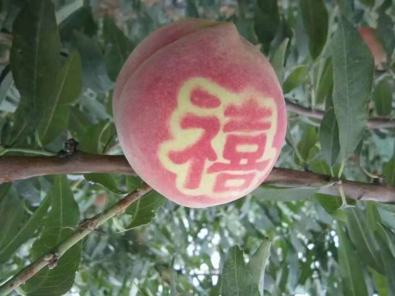 冬桃桃苗，晚熟优良品种晚熟，耐藏，个大，丰产，效益高