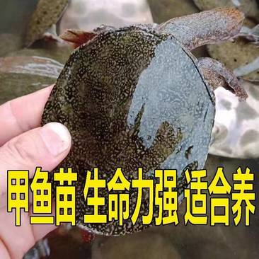 中华甲鱼日本甲鱼花甲鱼