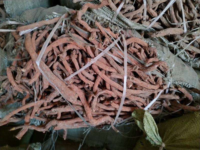 丹参选条无硫颜色红皮茬白