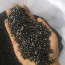 花椒籽，一手货源产地直发欢迎各位老板来购