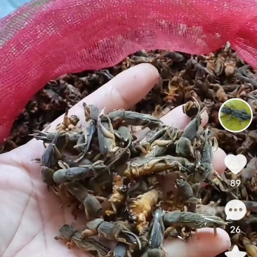 蝲蝲蛄