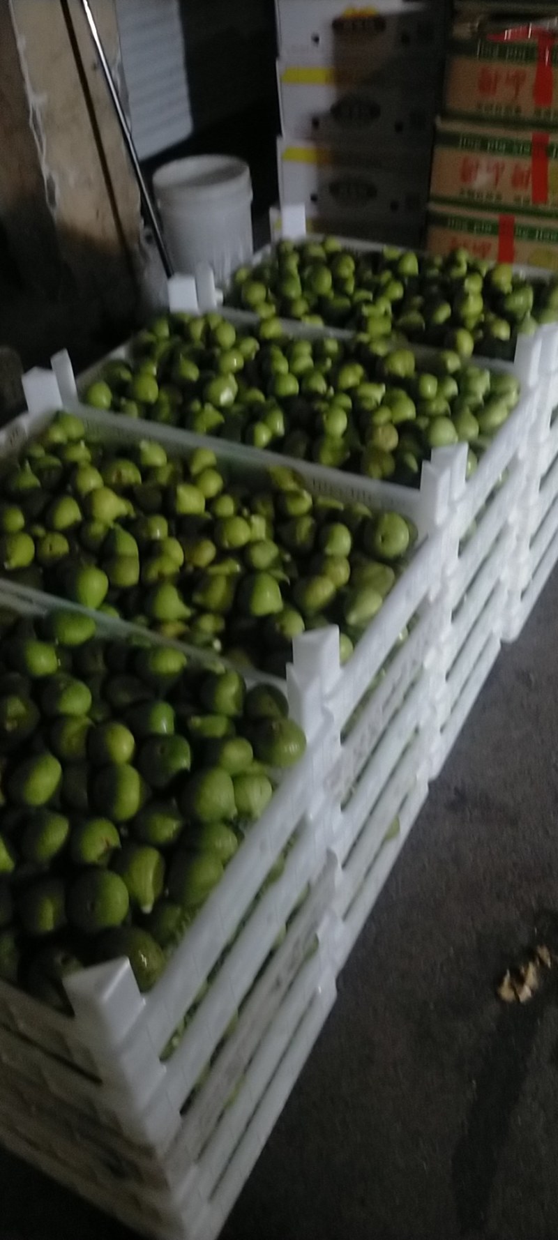 荣成青皮无花果