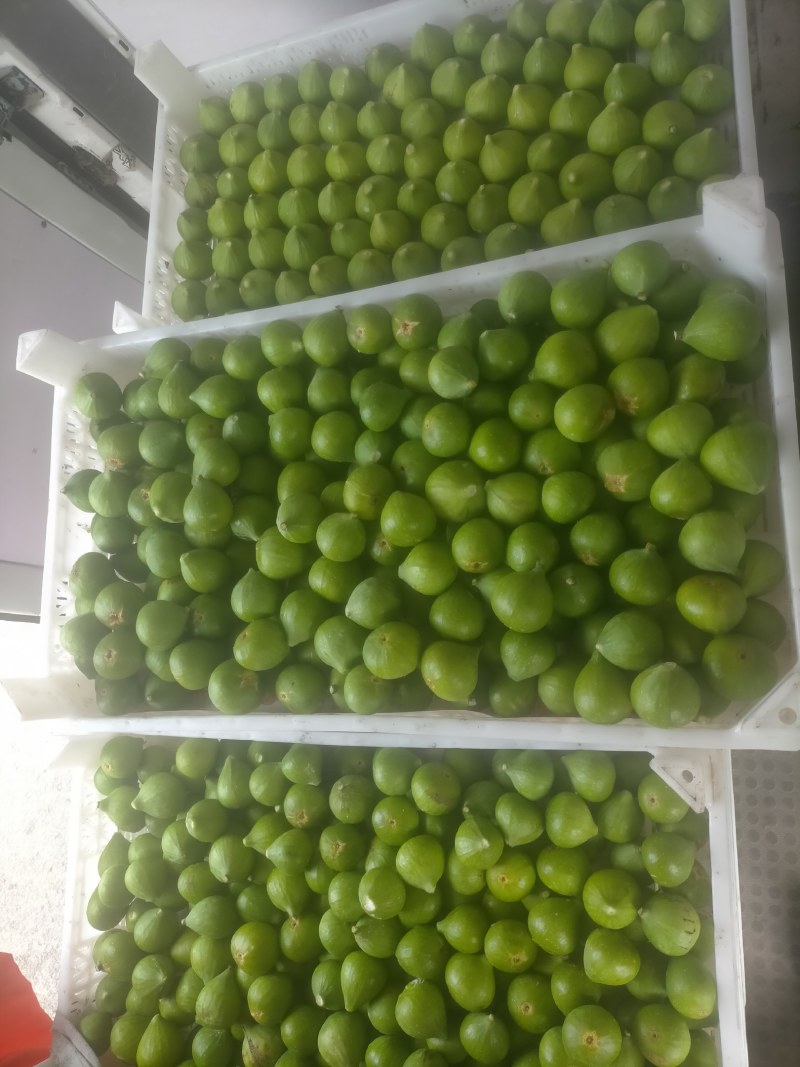 荣成青皮无花果
