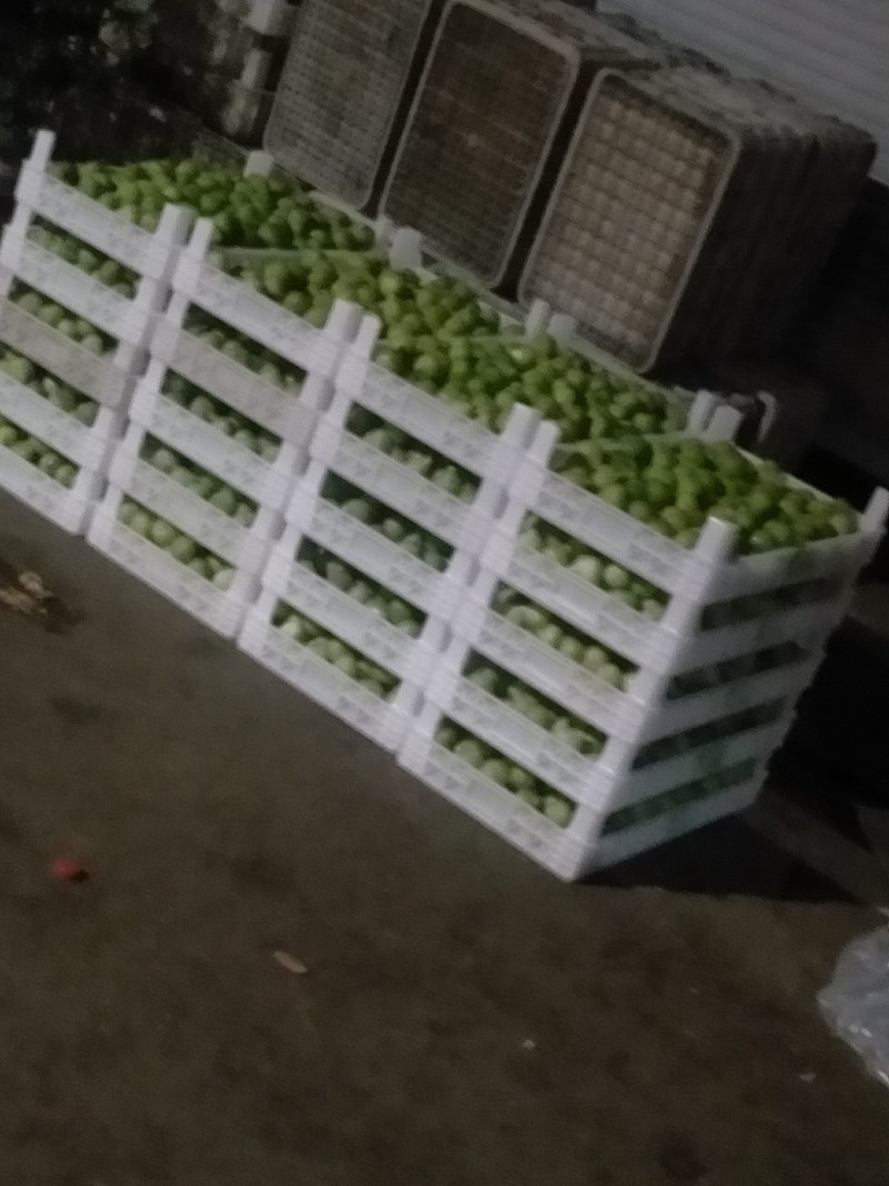 荣成青皮无花果