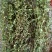 龙胆草