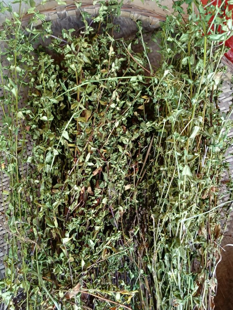 龙胆草