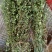龙胆草