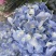 绣球鲜切花云南鲜花基地直发绣球鲜花批发鲜花一件代发