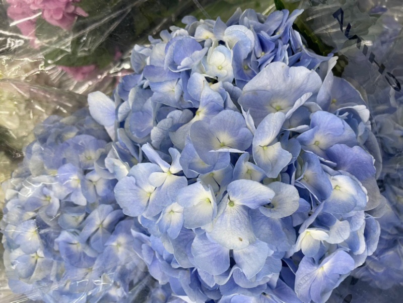 绣球鲜切花云南鲜花基地直发绣球鲜花批发鲜花一件代发