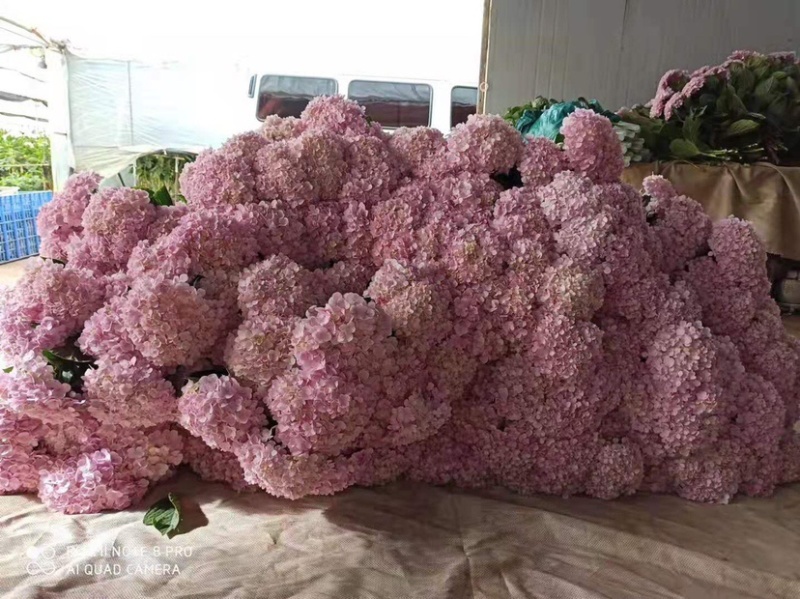 绣球鲜切花云南鲜花基地直发绣球鲜花批发鲜花一件代发
