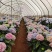 绣球鲜切花云南鲜花基地直发绣球鲜花批发鲜花一件代发