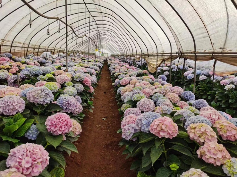 绣球鲜切花云南鲜花基地直发绣球鲜花批发鲜花一件代发