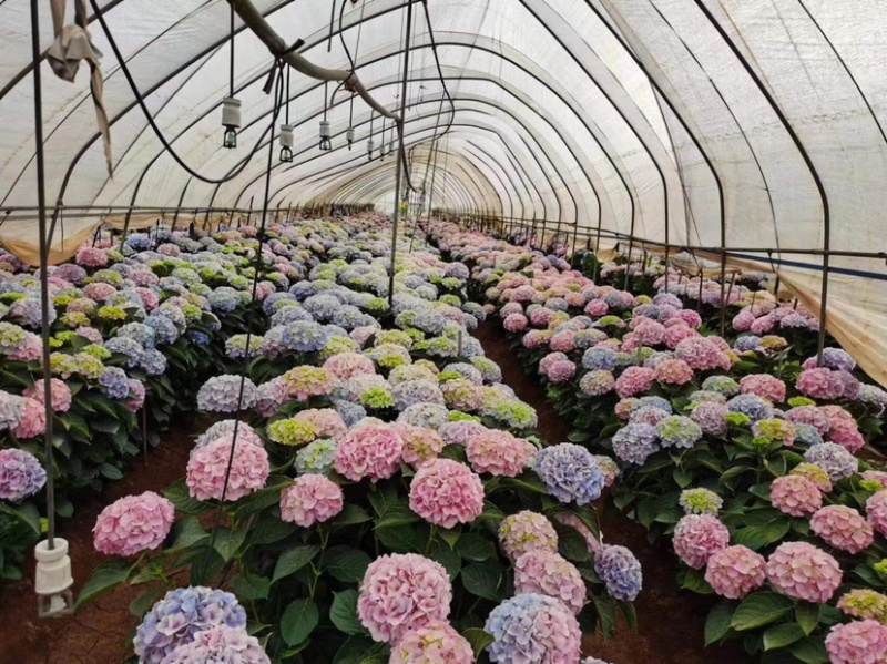 绣球鲜切花云南鲜花基地直发绣球鲜花批发鲜花一件代发