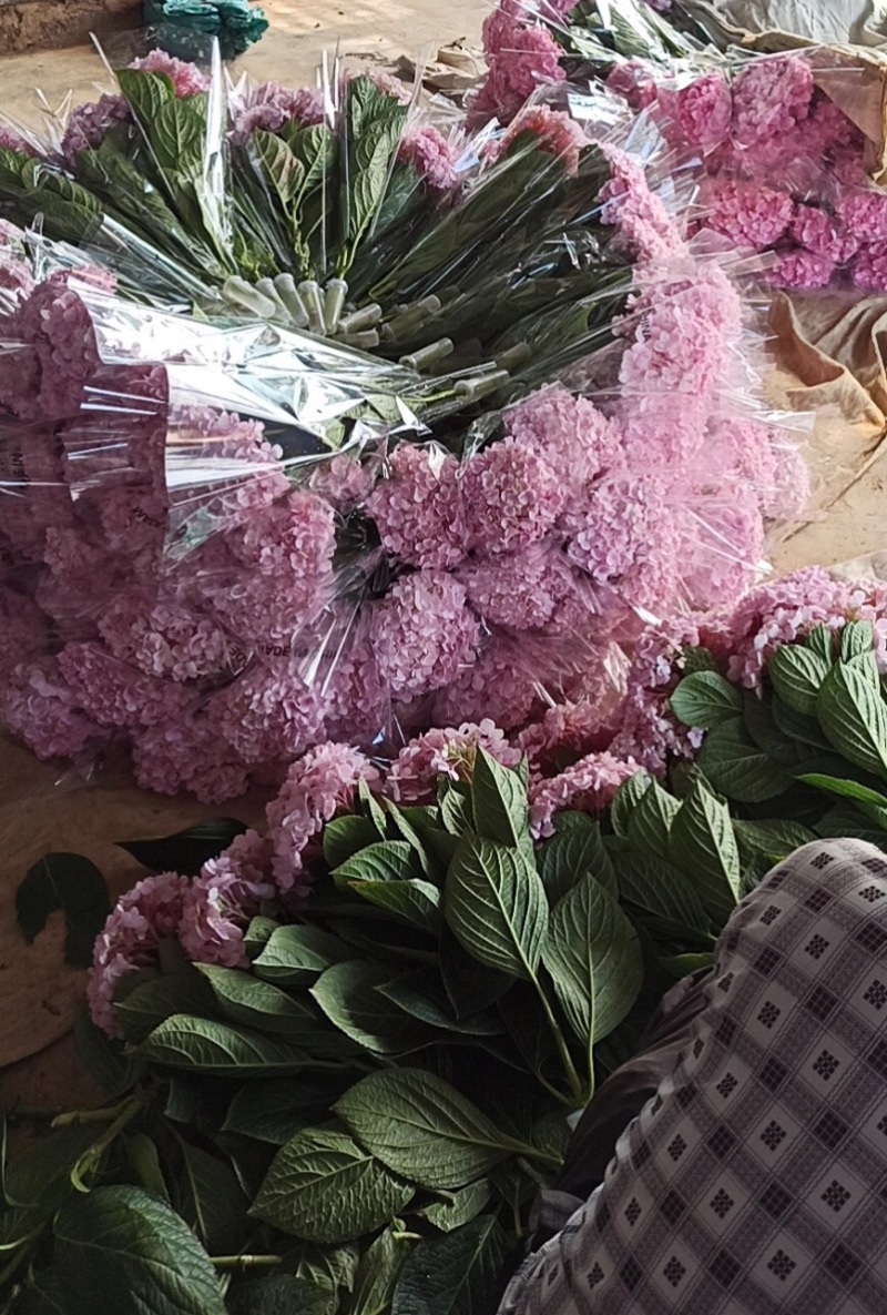 绣球鲜切花云南鲜花基地直发绣球鲜花批发鲜花一件代发