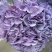 绣球鲜切花云南鲜花基地直发绣球鲜花批发鲜花一件代发