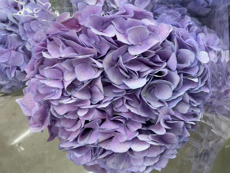 绣球鲜切花云南鲜花基地直发绣球鲜花批发鲜花一件代发