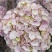 绣球鲜切花云南鲜花基地直发绣球鲜花批发鲜花一件代发