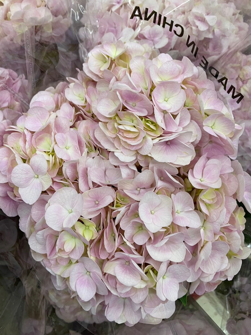 绣球鲜切花云南鲜花基地直发绣球鲜花批发鲜花一件代发