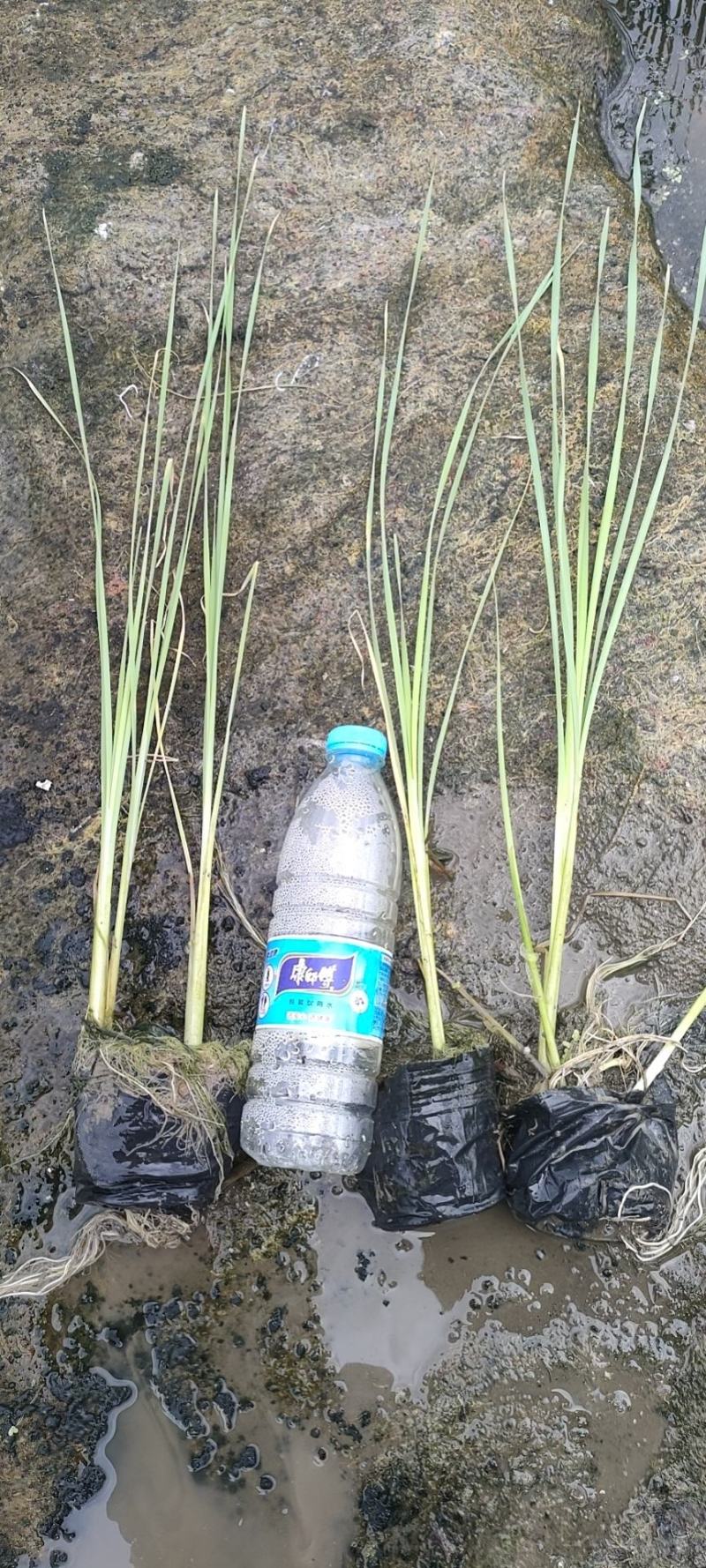 【店长推荐】精品香蒲苗园林绿化，水生植物，香蒲苗