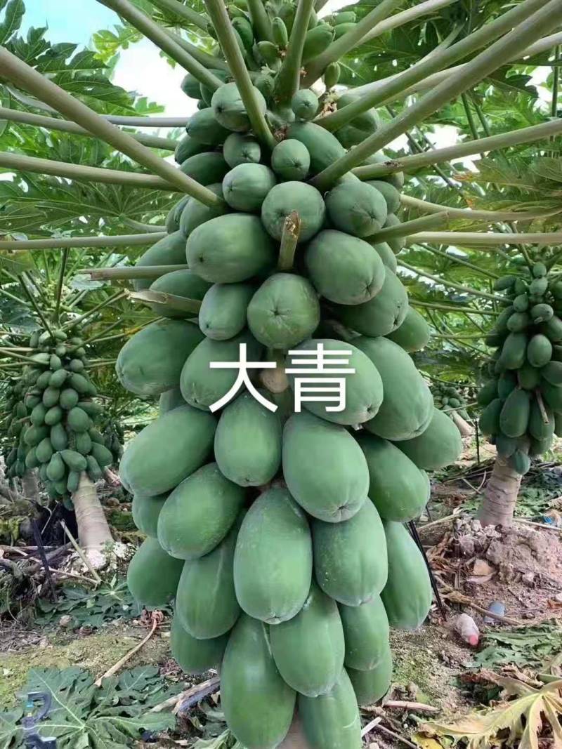 大青大白木瓜苗水果木瓜红肉木瓜组培水果木瓜