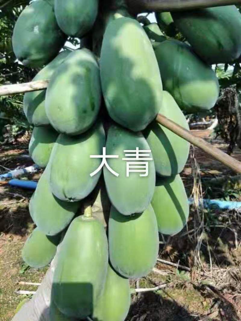大青大白木瓜苗水果木瓜红肉木瓜组培水果木瓜