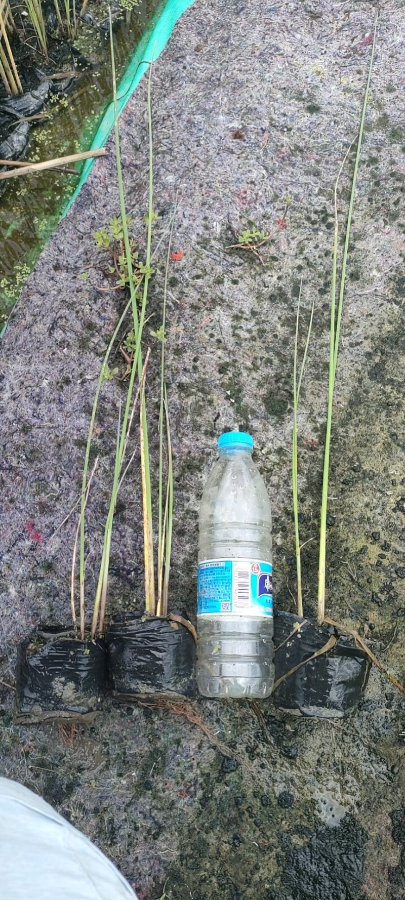 园林绿化苗木，水生植物，观赏草，观赏水葱苗