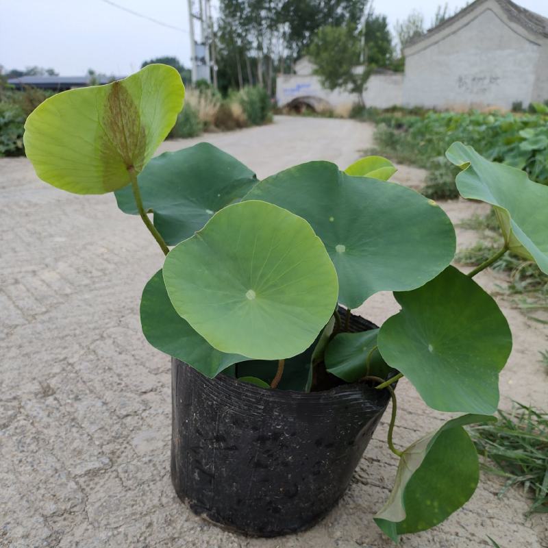 绿化苗木，水生植物。古代红莲荷花苗。白莲荷花苗。