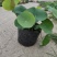 绿化苗木，水生植物。古代红莲荷花苗。白莲荷花苗。