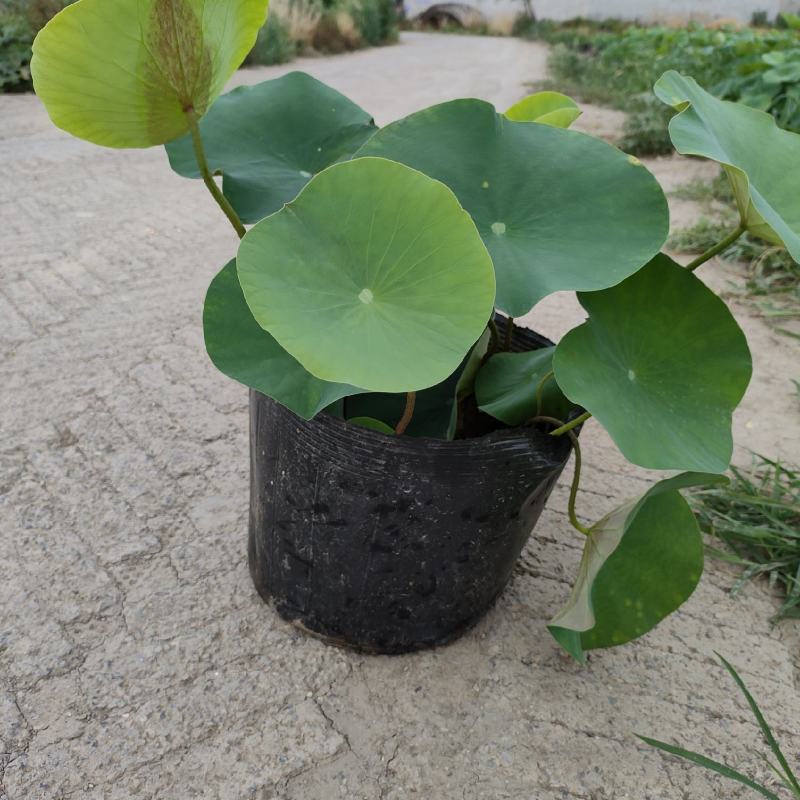 绿化苗木，水生植物。古代红莲荷花苗。白莲荷花苗。