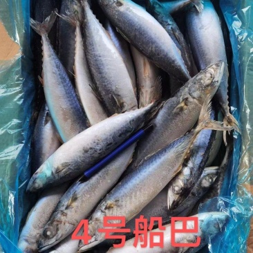 鲅鱼新鲜船冻鲅鱼4号鲅鱼一手货源船冻鲅鱼