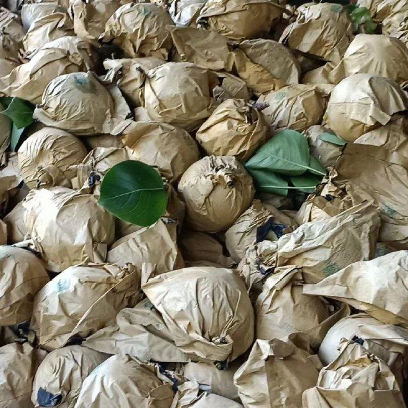 苍溪特产套袋黄金梨味道巴适得很，精品货皮张卖相好