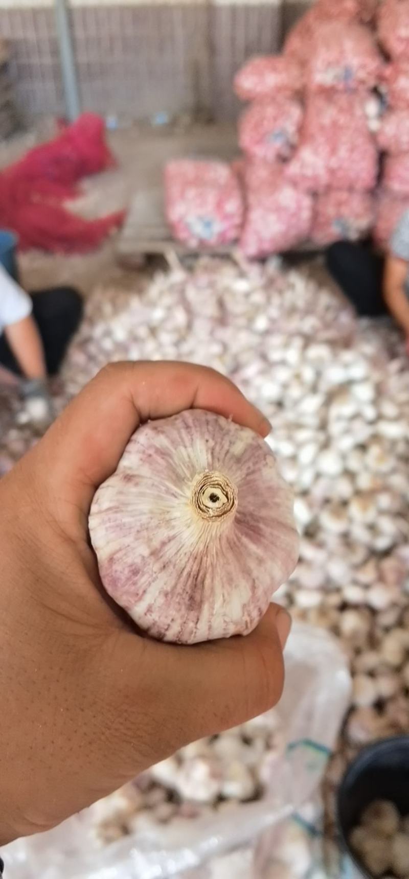紫皮大蒜鲜蒜中牟大蒜电商大蒜湿蒜鲜蒜