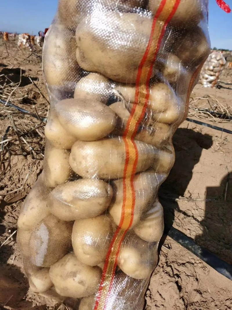 土豆2~3两精品土豆品种齐全大量有货欢迎选购