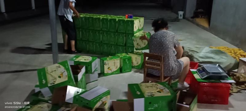 苍溪特产套袋黄金梨味道巴适得很，精品货皮张卖相好