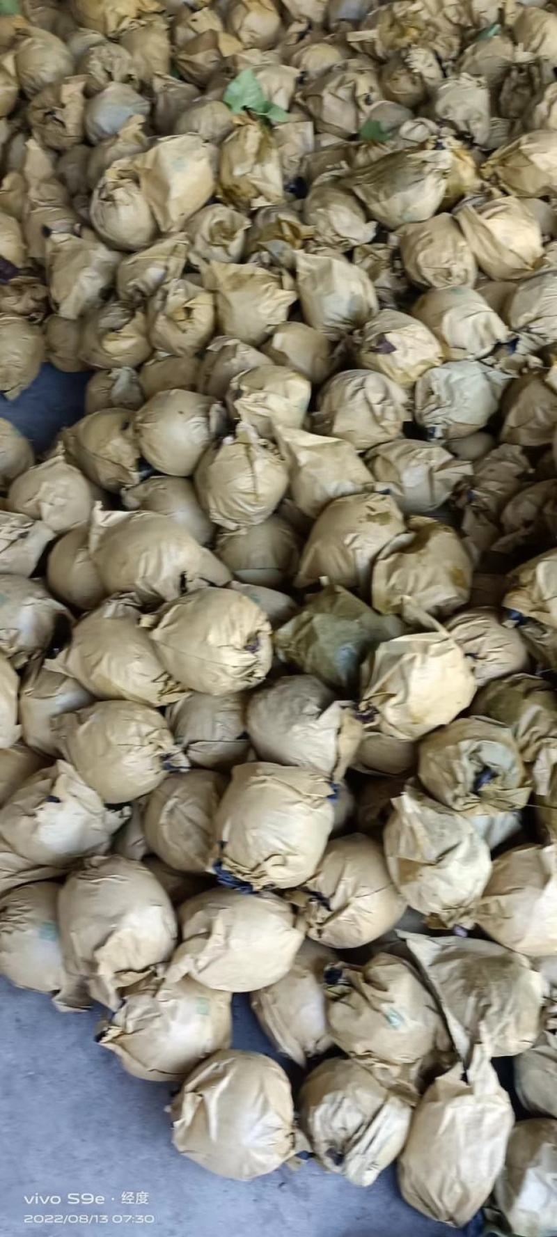 苍溪特产套袋黄金梨味道巴适得很，精品货皮张卖相好