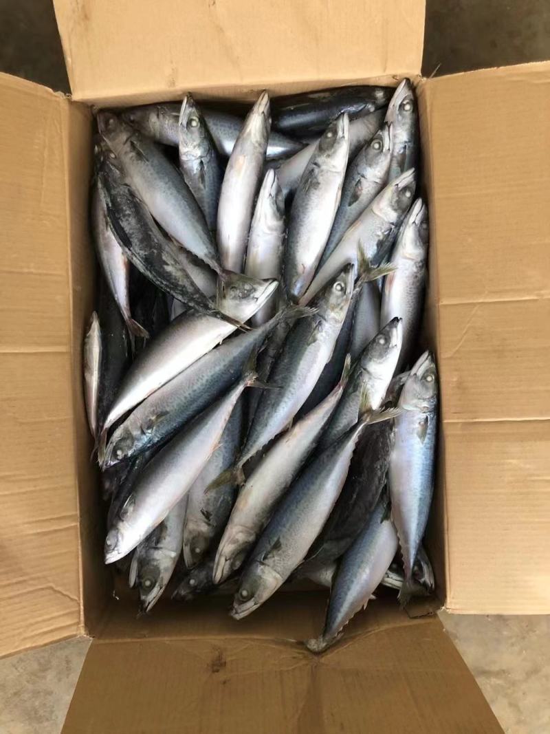 鲅鱼新鲜船冻鲅鱼4号鲅鱼一手货源船冻鲅鱼