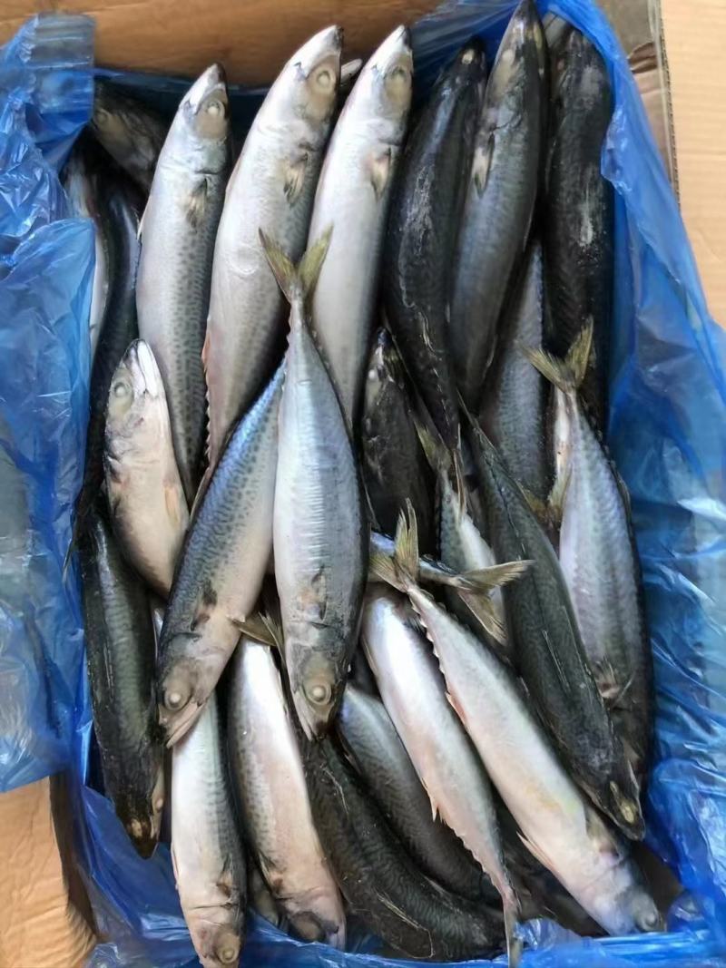 鲅鱼新鲜船冻鲅鱼4号鲅鱼一手货源船冻鲅鱼