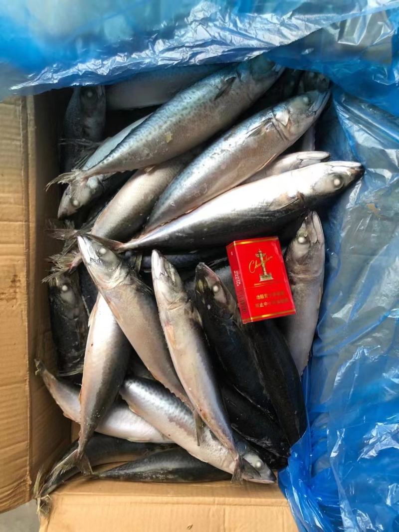 鲅鱼新鲜船冻鲅鱼4号鲅鱼一手货源船冻鲅鱼